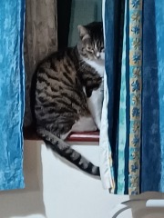 Cats used to be worshiped as Gods...