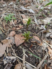 Would anyone like to ID some plants for me? 