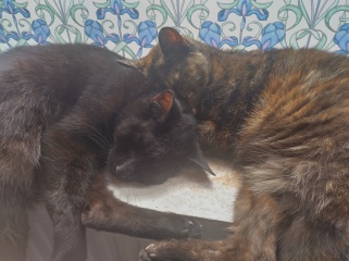 Let's have a happy thread. Show me your kitties.