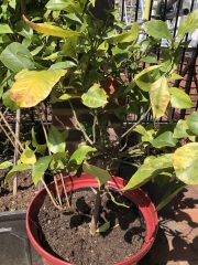 Sad looking lemon tree