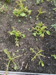 Potatoes!