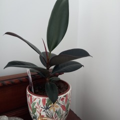 Is my rubber plant asking to be moved? And other plant-related questions...
