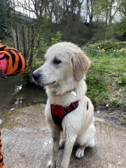 Puppy survival thread part 2