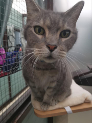 Apple air tags on cats.