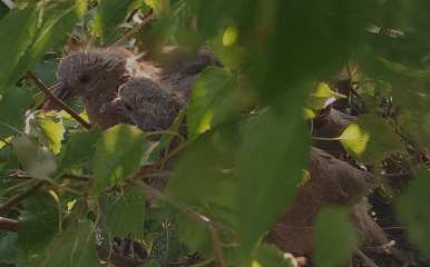 I have a pigeon nesting just outside my sitting room window and she is so cute