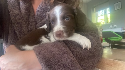 Should we keep one pup from litter?