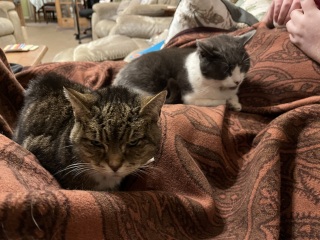 Help with grieving cat