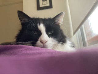 Let's have a happy thread. Show me your kitties.
