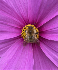 Happy Bee 🐝 day! Share your bee pictures 
