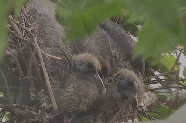 I have a pigeon nesting just outside my sitting room window and she is so cute