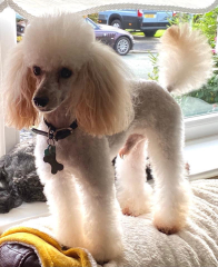 Where are all the poodles?