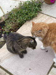 Let's have a happy thread. Show me your kitties.