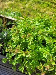 Weed or plant