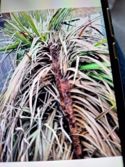 Torbay palms