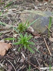 Would anyone like to ID some plants for me? 