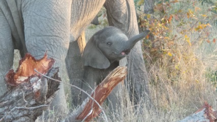 5 days in a luxury safari lodge. Where??