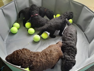 We are getting a puppy