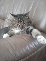 Cats used to be worshiped as Gods...
