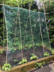 What have you done in the garden today?