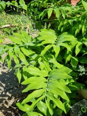 Identify this plant and stop pest