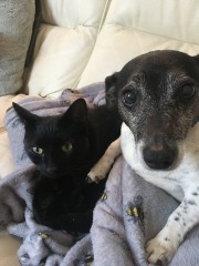 Success stories of introducing dog and cat please