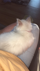Has anyone ever got a kitten for their child and regretted it?