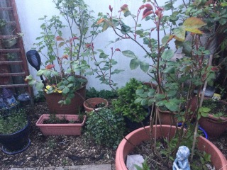 My roses?