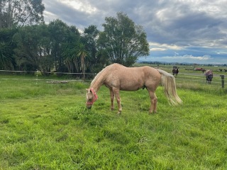 Horse suddenly a bit lame