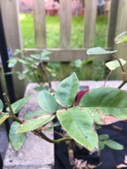 Help for new rose!