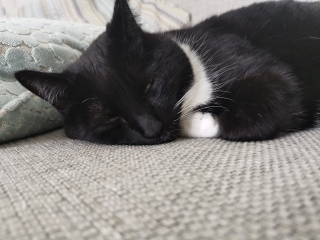 Let's have a happy thread. Show me your kitties.