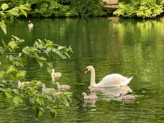 Thread 46 - GCSE Covid Cohort , Searching for Summer Solstice