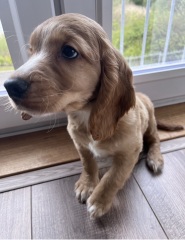 Cockapoo F1 no poo