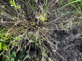 Get rid of lavender?