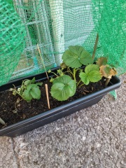 First time grower needing some help please! 