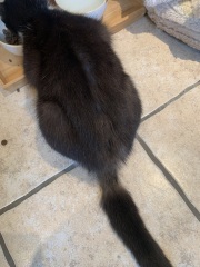 Itchy cat