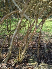 Would anyone like to ID some plants for me? 
