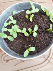 Can someone please help me with dwarf/sunspot sunflowers 😳