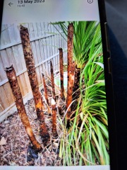 Torbay palms