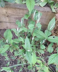 Another plant ID one