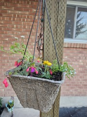 Flying into Spring - The Fledglings are no Fools