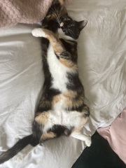 Let's have a happy thread. Show me your kitties.