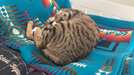Cats used to be worshiped as Gods...