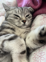 Let's have a happy thread. Show me your kitties.