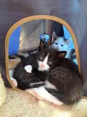 It’s a kitten names one…
