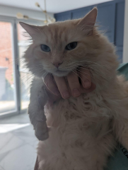 What are rag doll cats like? 