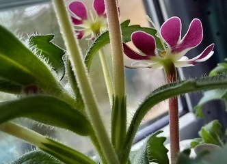 Any Witches Here?- Part 18