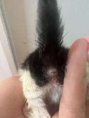 Newborn kittens sexing help!