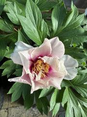 Have your peonies sprouted yet?