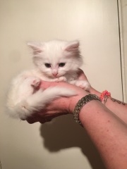 New lovely kitten white and fluffy!
