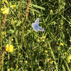 Lack of insects, birds starving